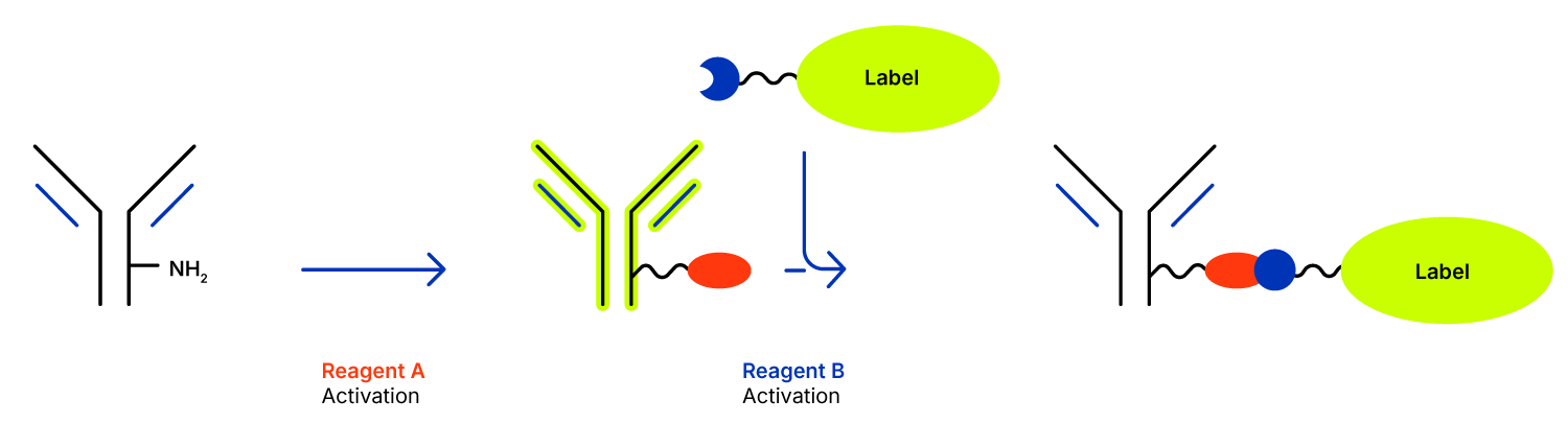 LinkAble Antibody Conjugation Kit Labeling Chemistry