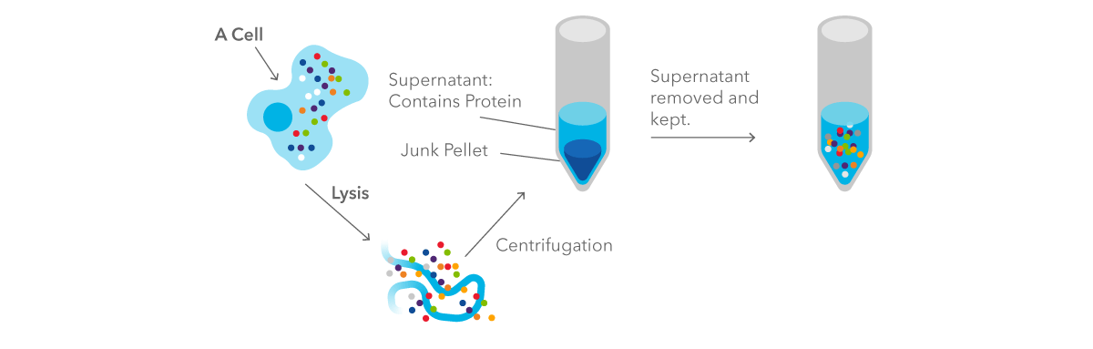 Figure 1: isolating protein from source material