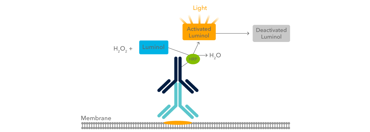 Figure 10: substrate buffer is added to enzyme-conjugated 
