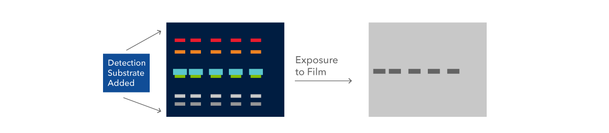 Figure 11: membrane exposure to film
