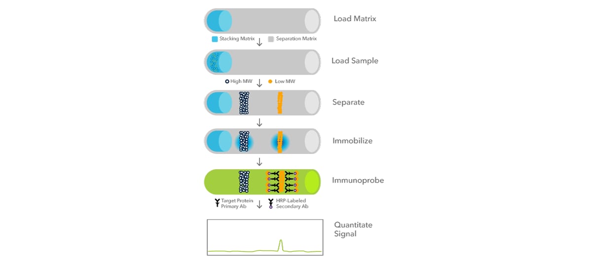 Figure 12: Simple Western illustration