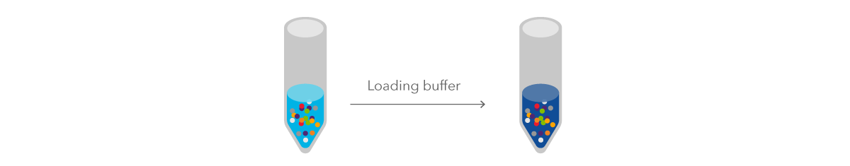 Figure 2: loading buffer is added to protein suspension