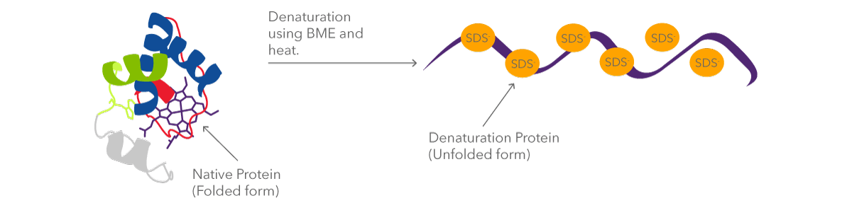 Figure 3: protein is denatured then binds to SDS