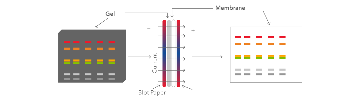 Figure 6: gel is transferred to a PVDF or nitrocellulose membrane