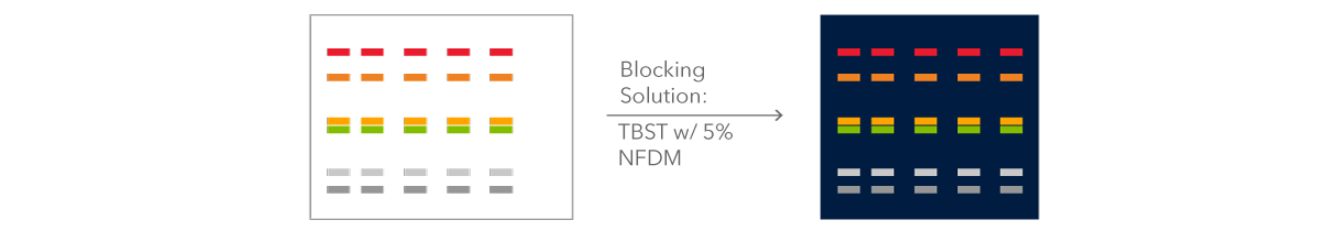 Figure 7: membrane is blocked to prevent non-specific signal