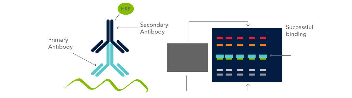 Figure 9: enzyme-conjugated secondary antibody