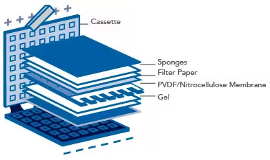 Western blot protein transfer set-up