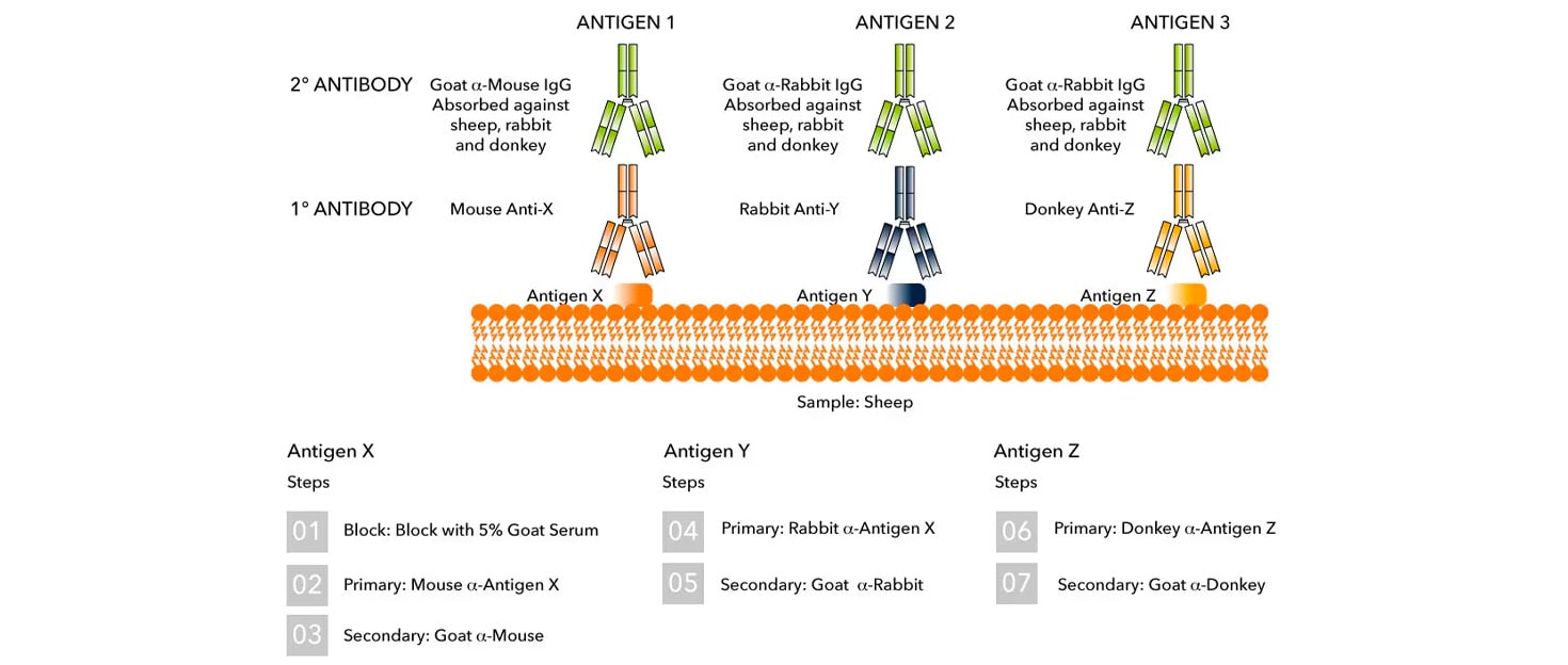 Fig 3 Multiple staining with primary antibodies raised in different species