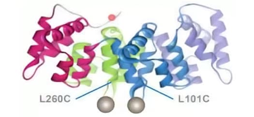 Phosphatidylserine image