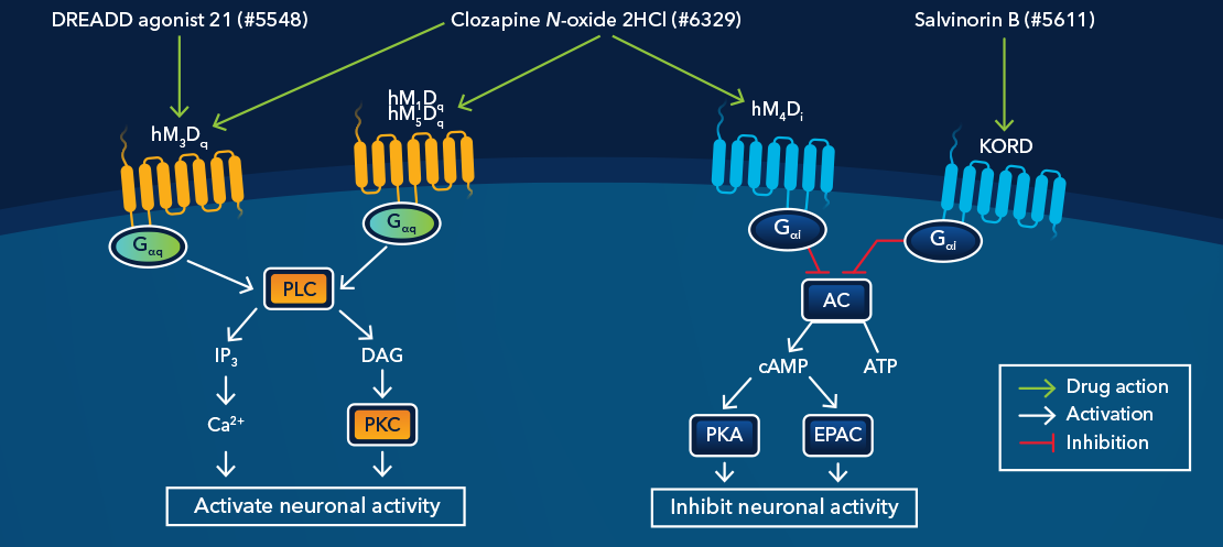DREADD technology: mechanism of action and signaling pathways