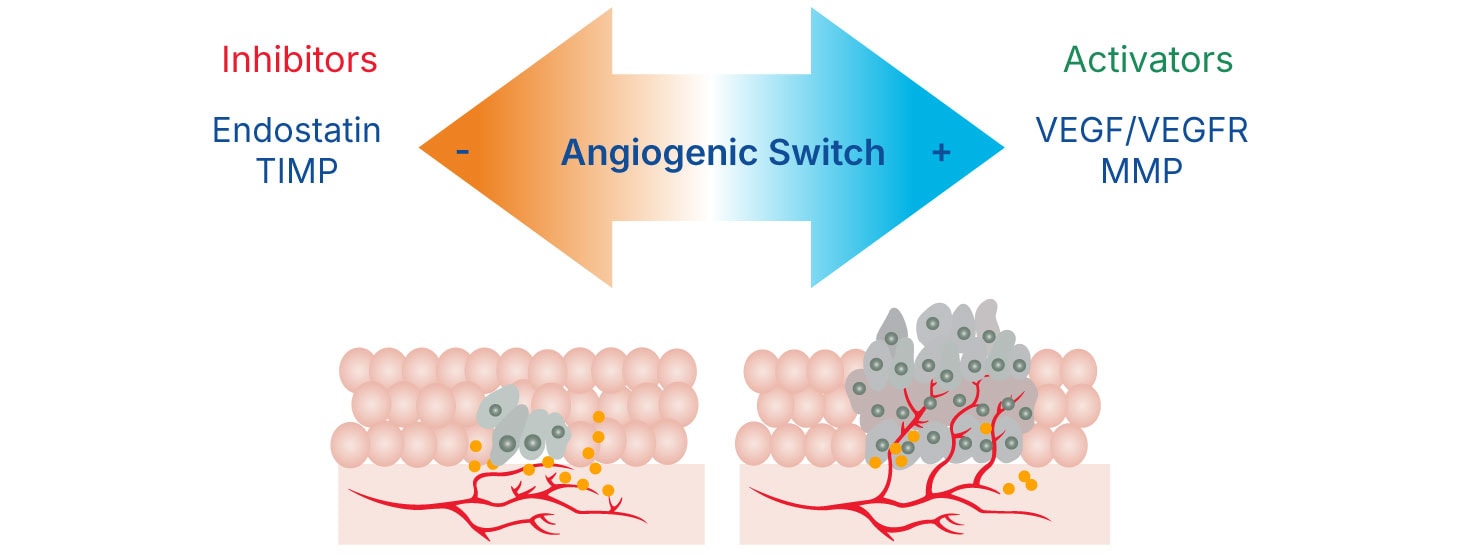 The process of the angiogenic switch with inhibitors and activators 