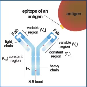 Antibody structure graphic.