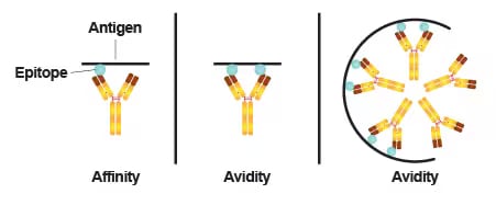 Graphic of antibody affinity and antibody avidity differences.