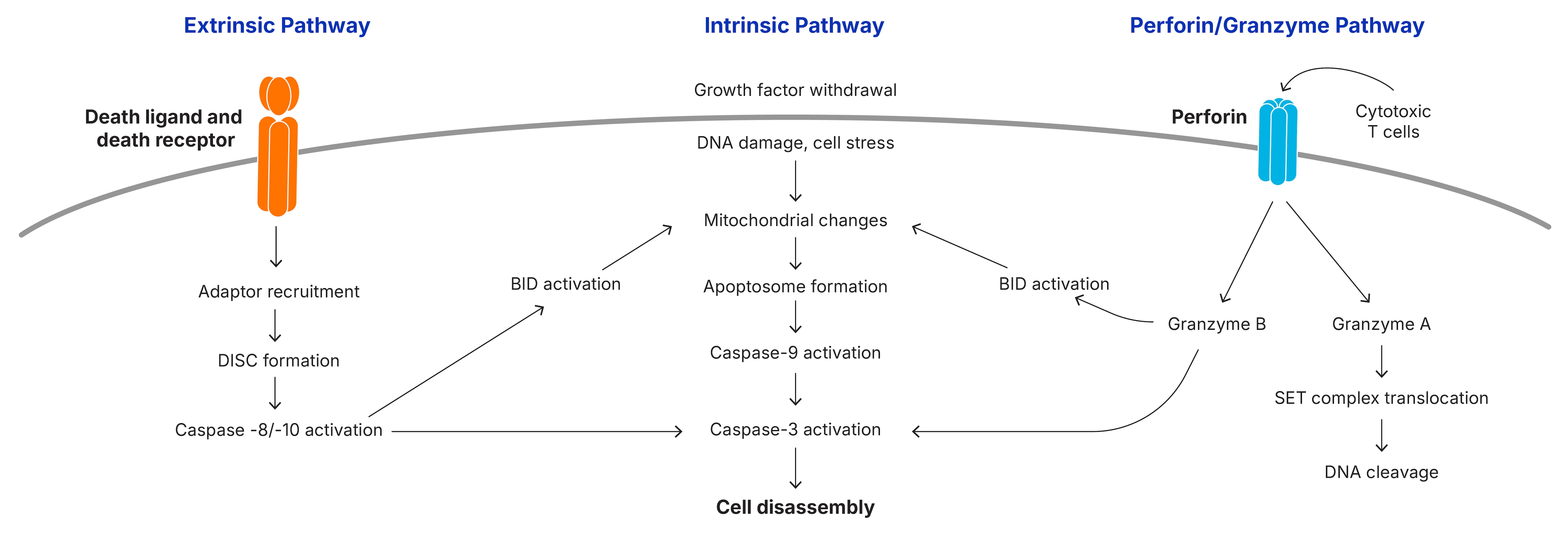 Initiation of Apotosis Signaling Network