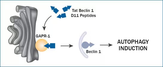 Graphic of GAPR-1 negative regulator of autophagy