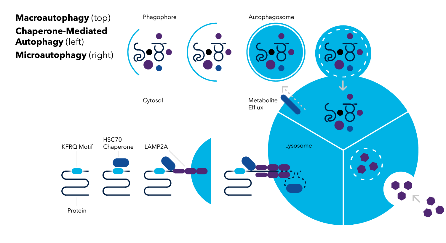 Different types of autophagy: macroautophagy, chaperone-mediated autophagy, and microautophagy