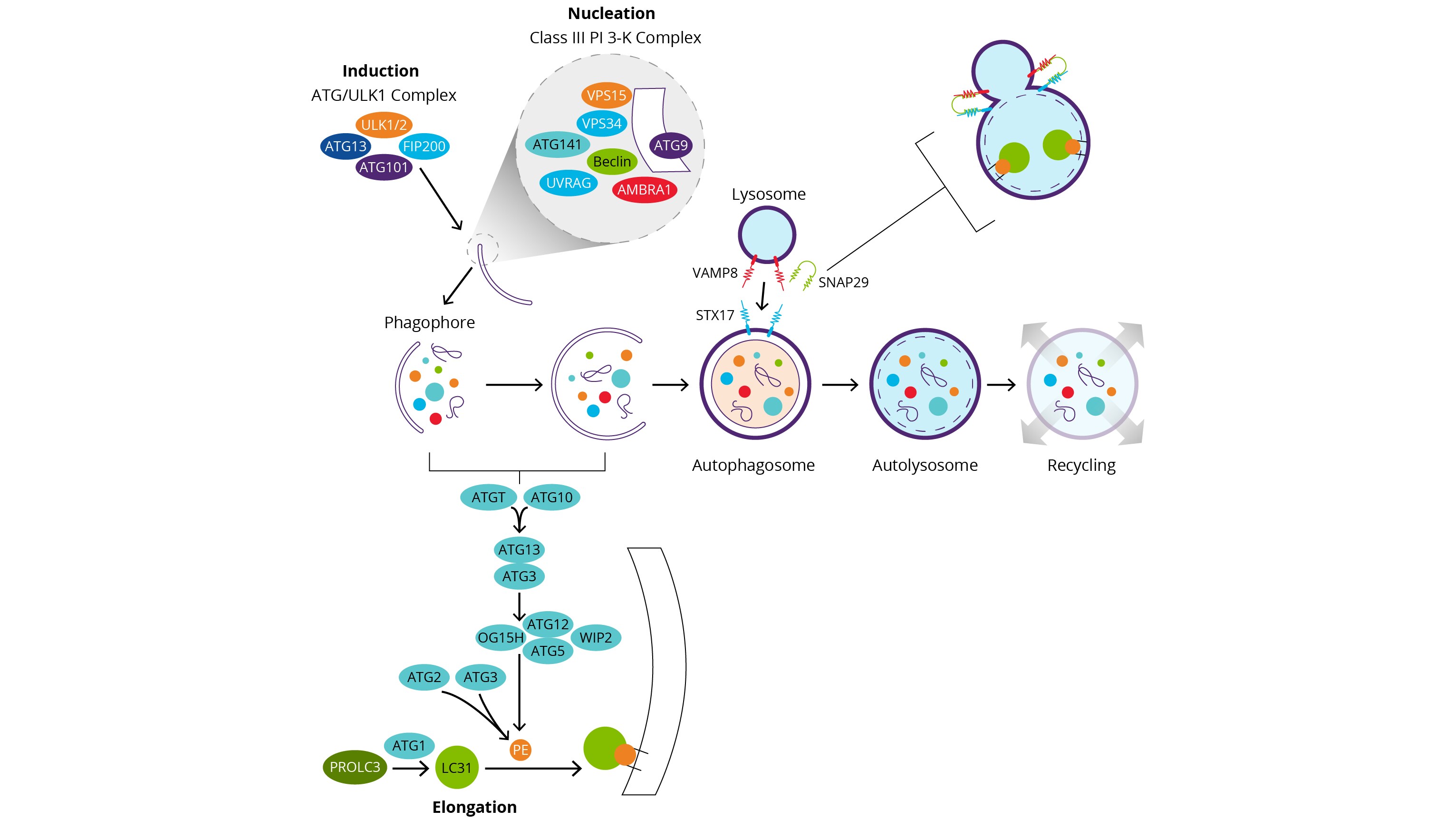 Autophagy Signaling Pathway image