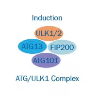 ATG/ULK1 Complex induction