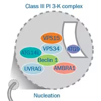 Nucleation, Phagophore Formation