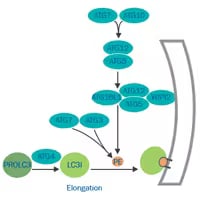 Elongation, Autophagosome Formation