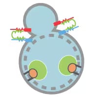 Fusion and Degradation