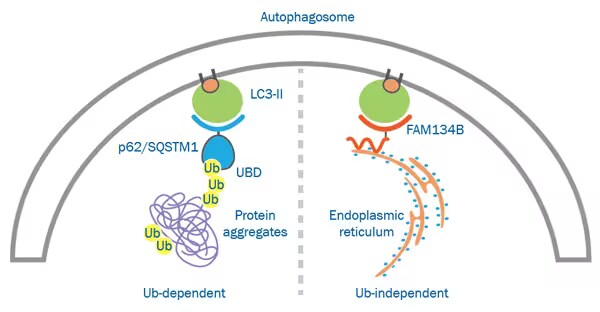 Ubiquitin-dependent vs. -independent autophagy receptors