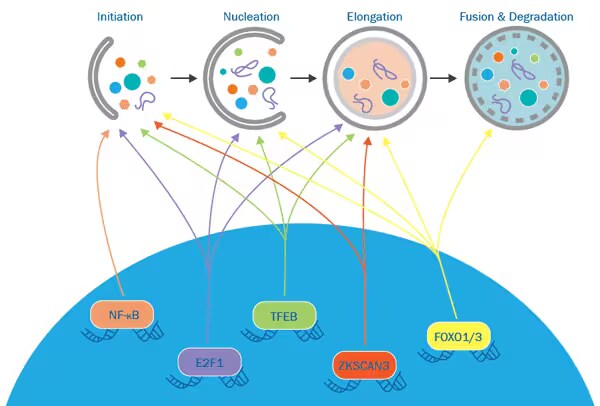 Nuclear Regulation: Transcriptional Regulation graphic