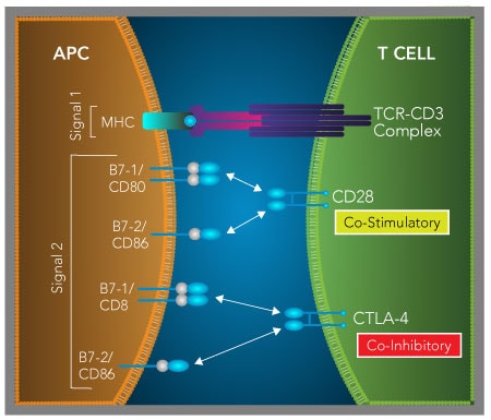 Graphic showing B7-1 and B7-2 binding to CD28 or CTLA-4