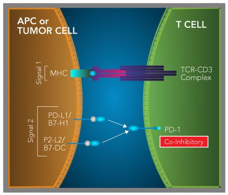 Graphic showing the binding of PD-L1 or PD-L2 to PD-1