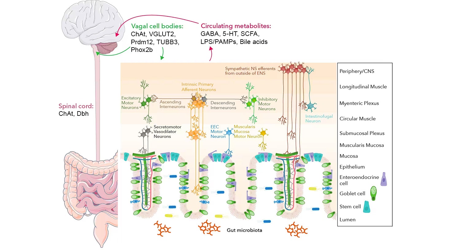 Schematic showing Neuronal Interactions of the Enteric Nervous System