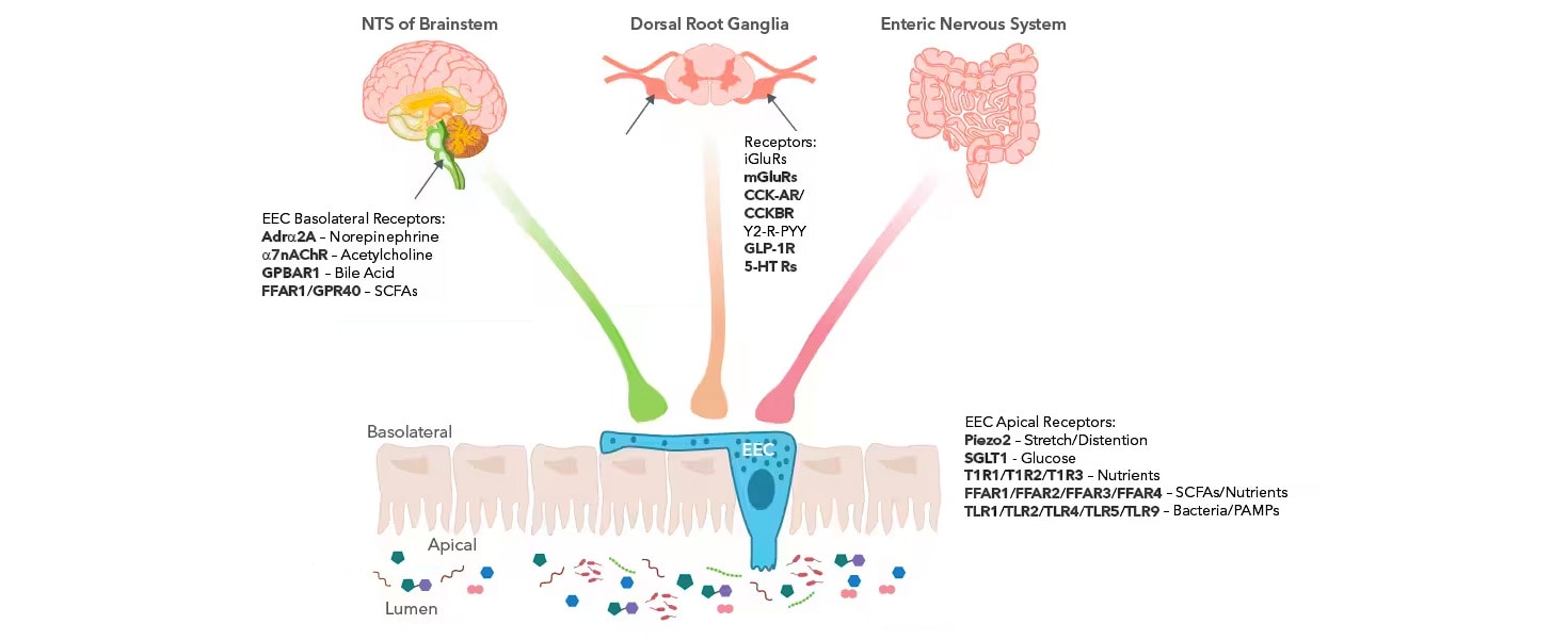 Schematic highlighting the role of EECs in gut-to-brain signaling.
