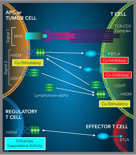 Graphic showing the interactions of HVEM, BTLA, and CD160 