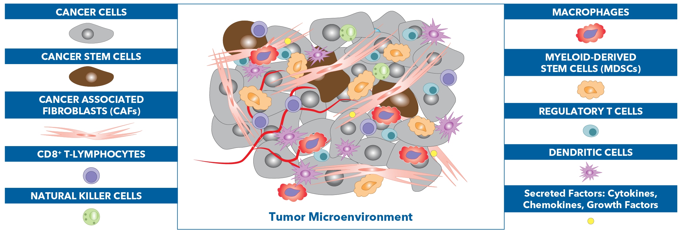 Tumor microenvironment and cancer stem cells
