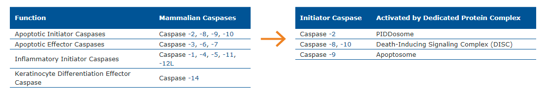 Chart showing different types of caspases and their cleavage sites