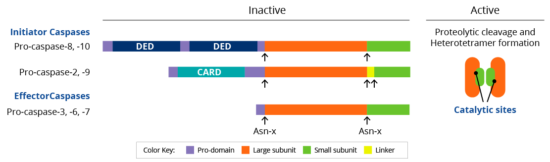 Initiator and effector caspase cleavage sites