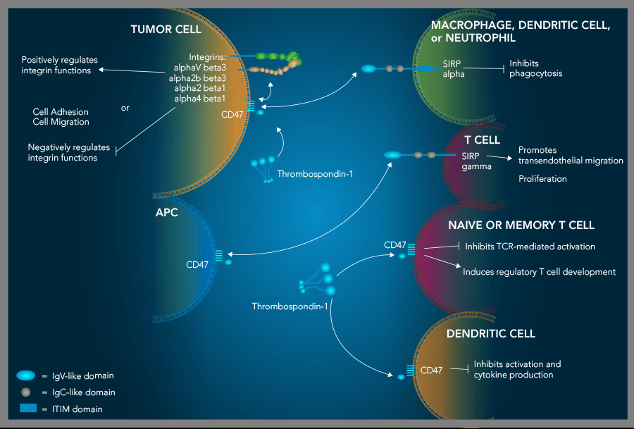 Graphic showing ligand-receptor interactions and effects of CD47 binding to its ligands on different cell types