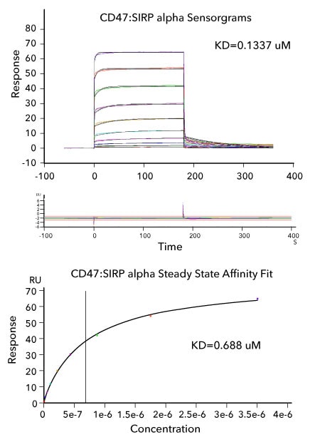 SPR data showing the affinity measurements and binding kinetics of the CD47: SIRP alpha interaction