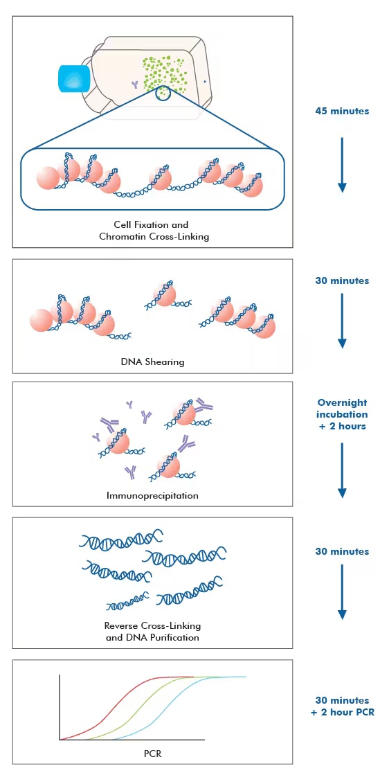 ChromataChIP™ Kit principle illustration