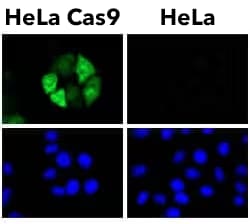 Figure 2: CRISPR-Cas9 transfected 