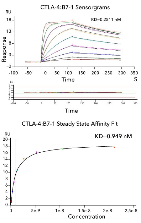 Affinity measurements and binding kinetics of the CTLA-4:B7-1 interaction by SPR