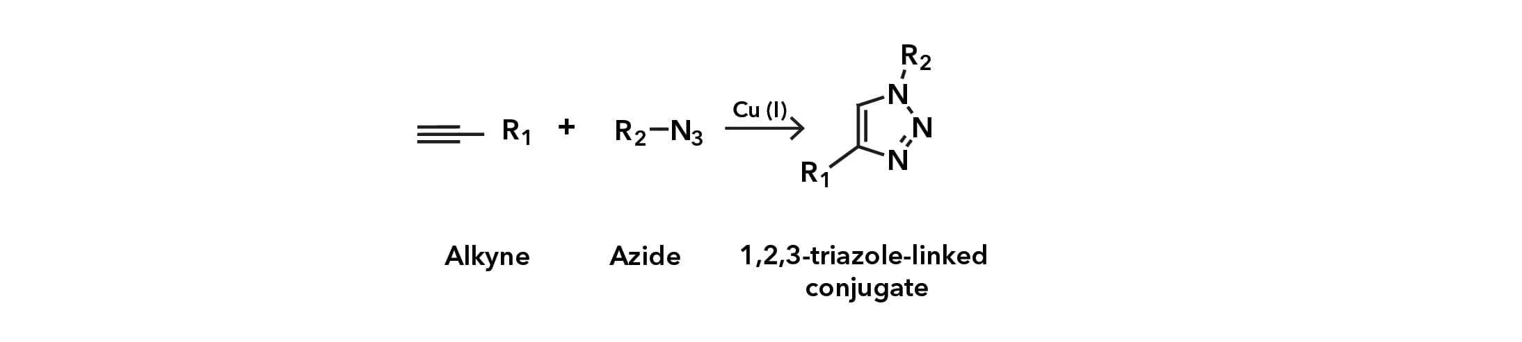 Cu(I)-catalyzed Azide-Alkyne Click Chemistry reaction (CuAAC)