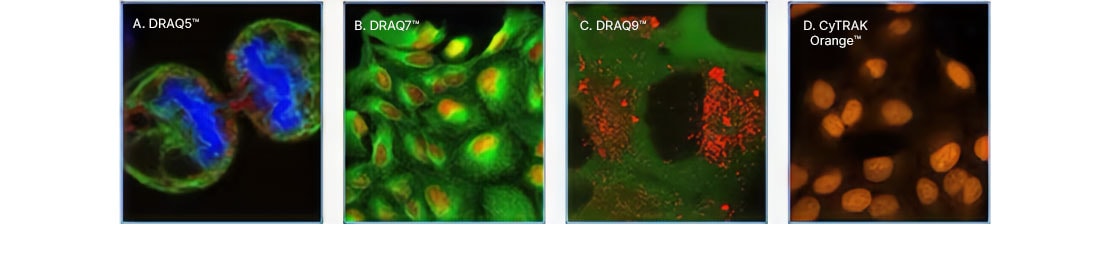 DRAQ & CyTRAK Probe example images