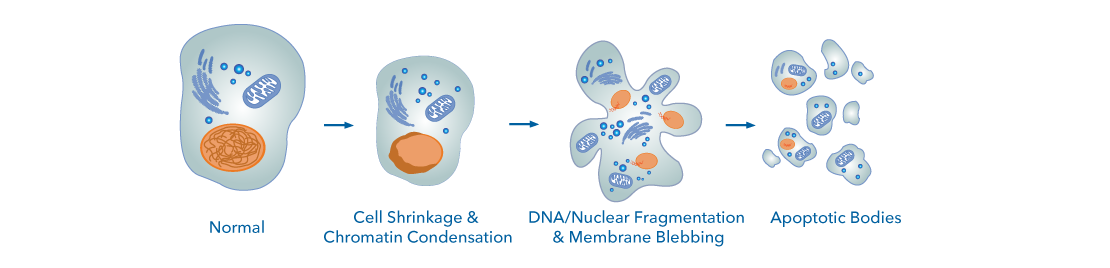 Morphological changes associated with apoptosis