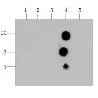 Dot blot analysis of Histone H3