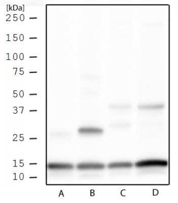Western blot analysis of Histone H3