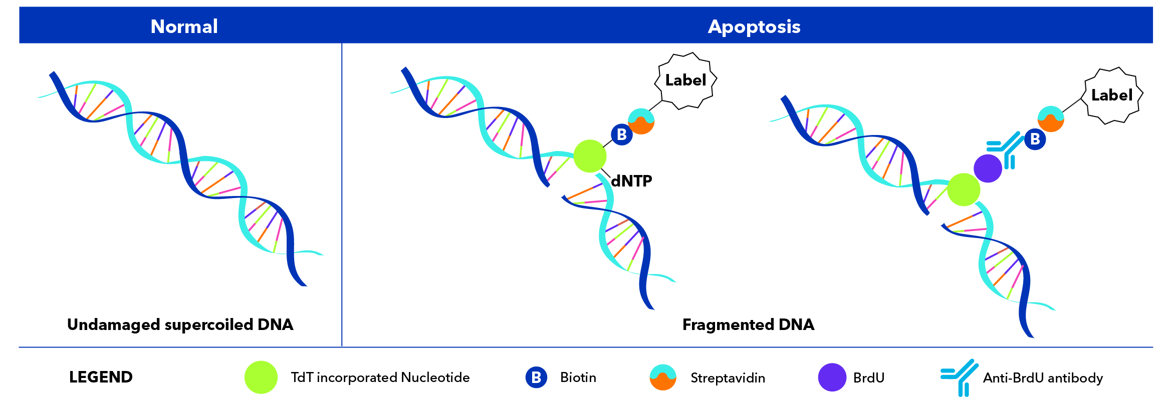 TUNEL Assay principle illustration