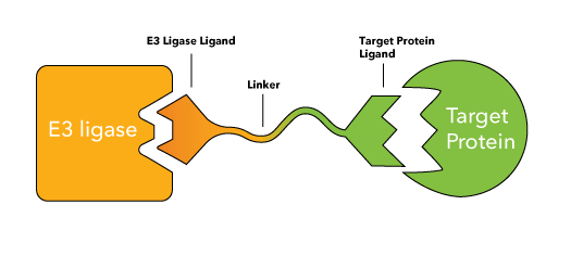 Graphic of an E3 Ligase and Target Protein joined by a linker