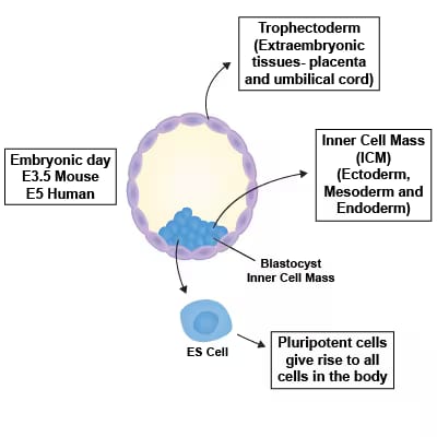 Embryonic pluripotent stem cells graphic