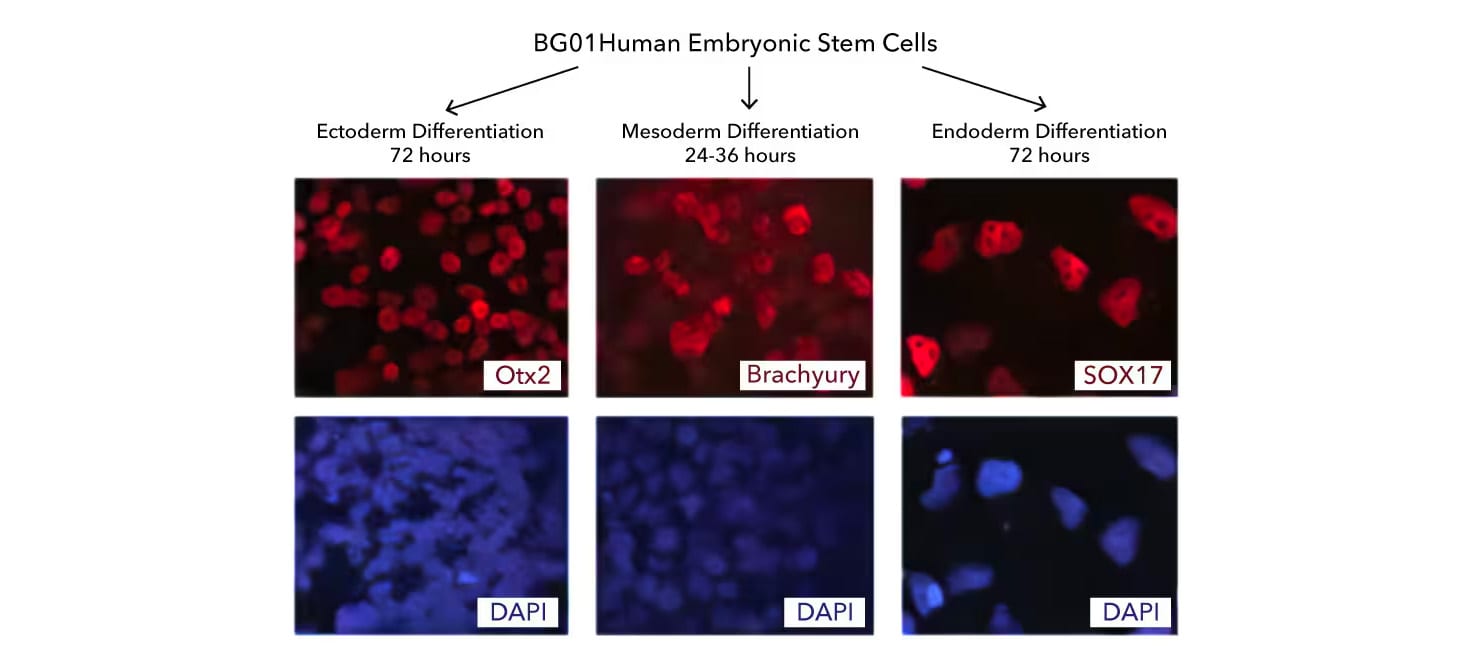 BG01V human embryonic stem cells data images