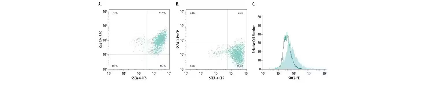 Flow cytometry analysis of BG01V human embryonic stem cells